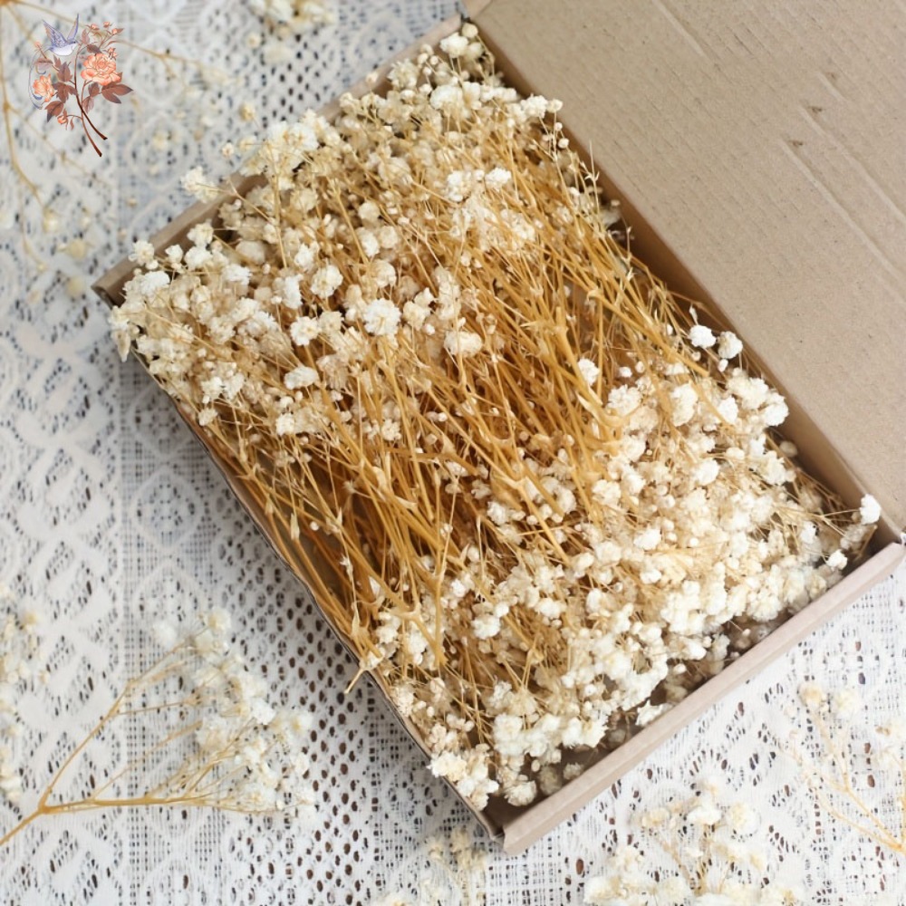 100pcs Mini Dried Baby's Breat - Embellishment Crafts recensie en prijs